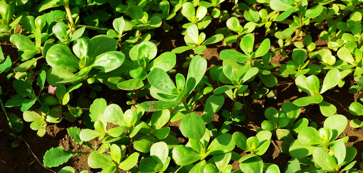 postelein: Waarom deze plant zo belangrijk is.