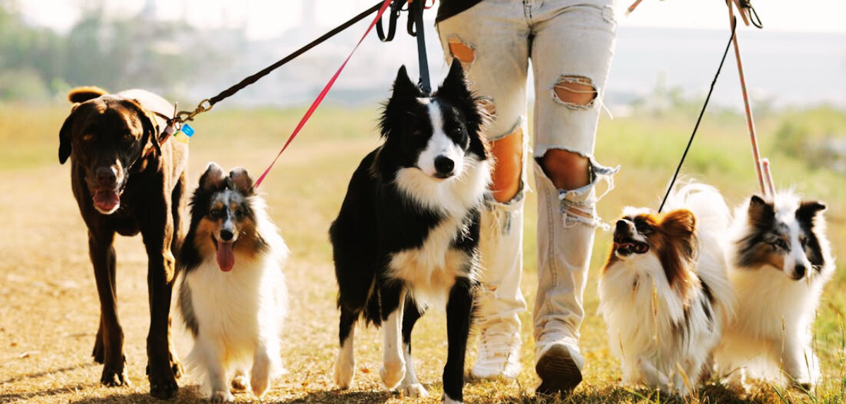 Oplossingen voor Honden die Trekken aan de lijn Tijdens de Wandeling